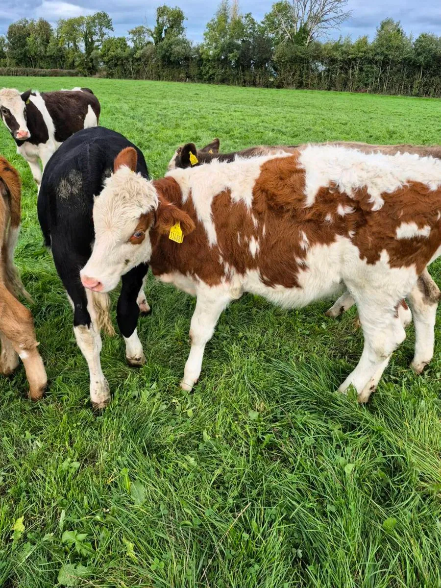 Simmental weanling heifers - Image 2