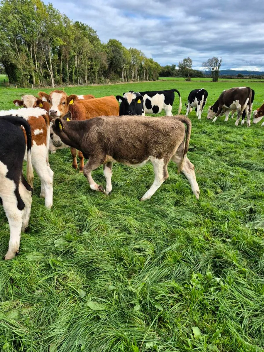 Simmental weanling heifers - Image 3