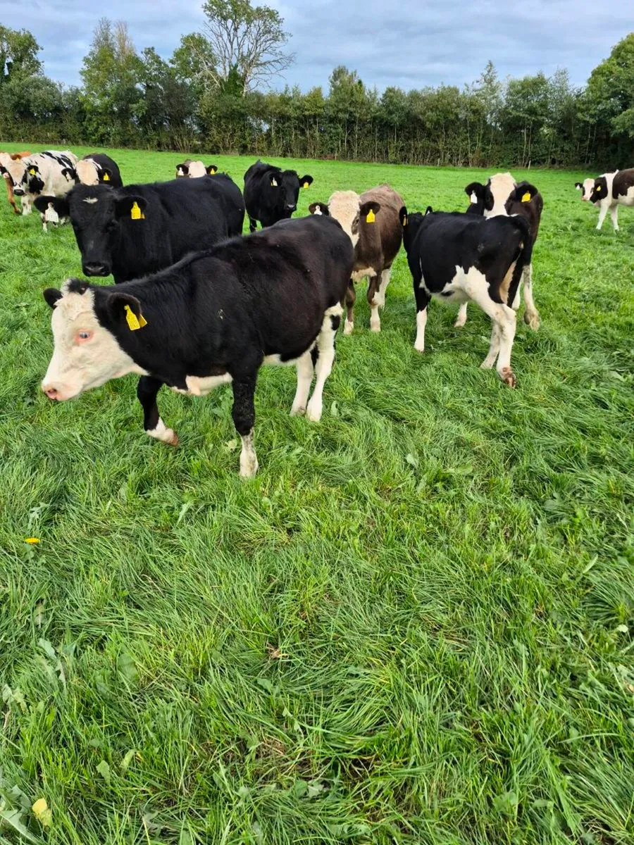 Simmental weanling heifers - Image 1
