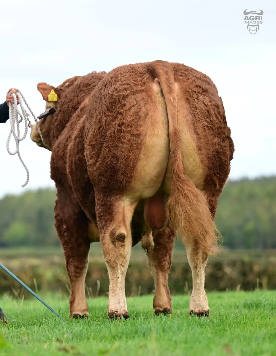 Limousin bull - Image 3