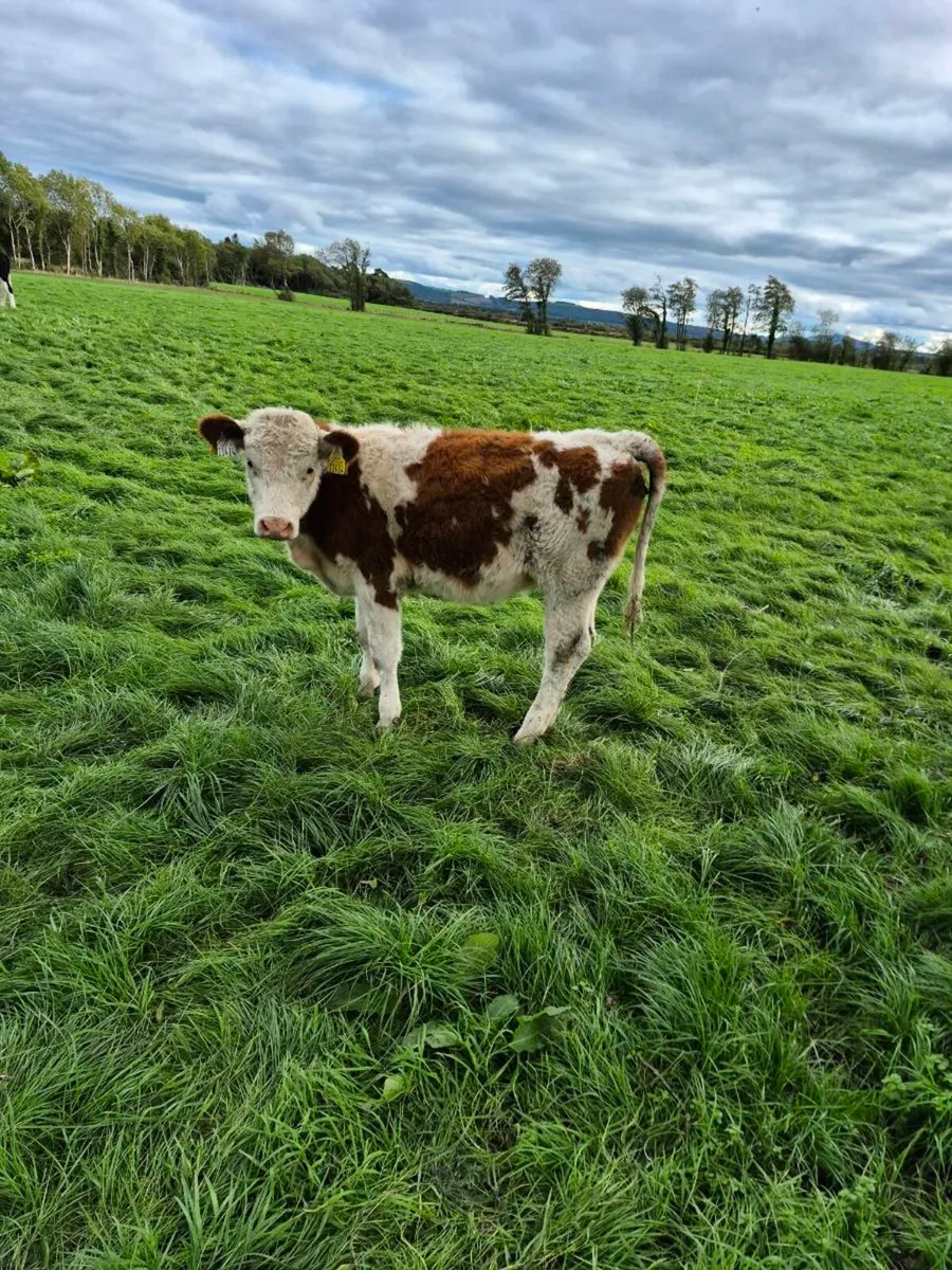 Simmental weanling heifers - Image 4