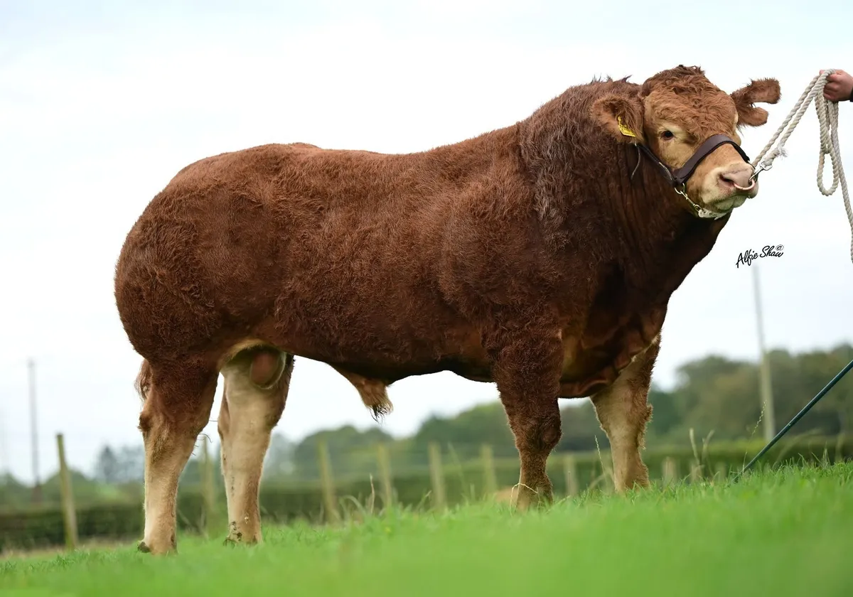 Limousin bull - Image 4