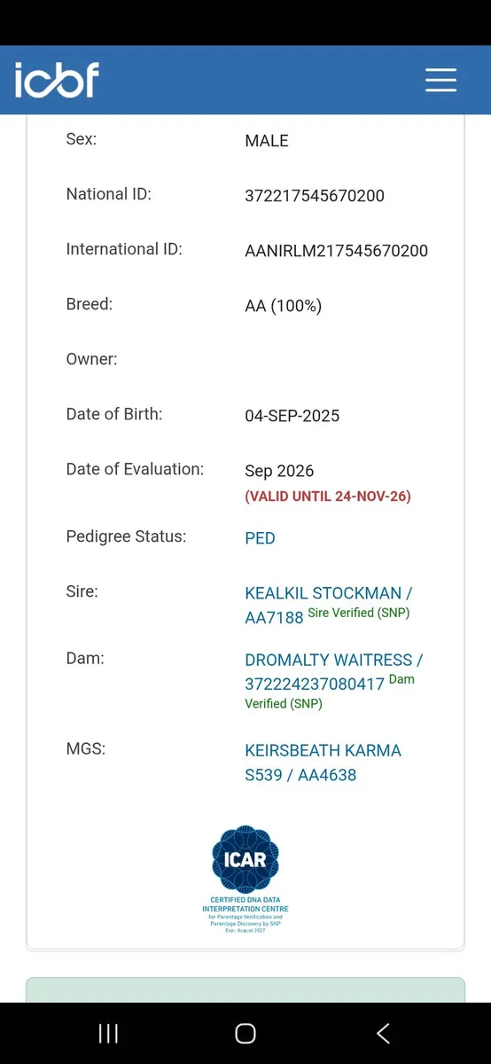 Pure bred Registered Angus bull - Image 3