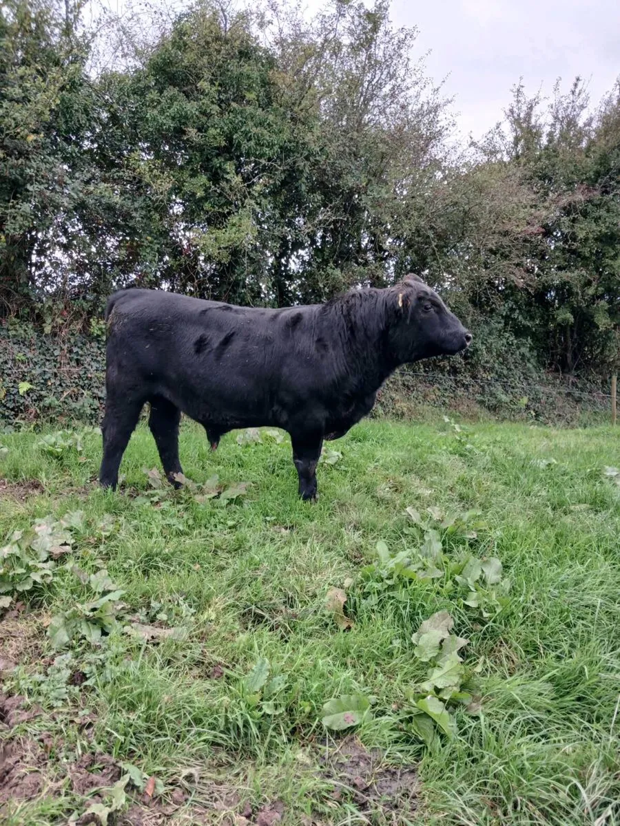 Pure bred Registered Angus bull - Image 1