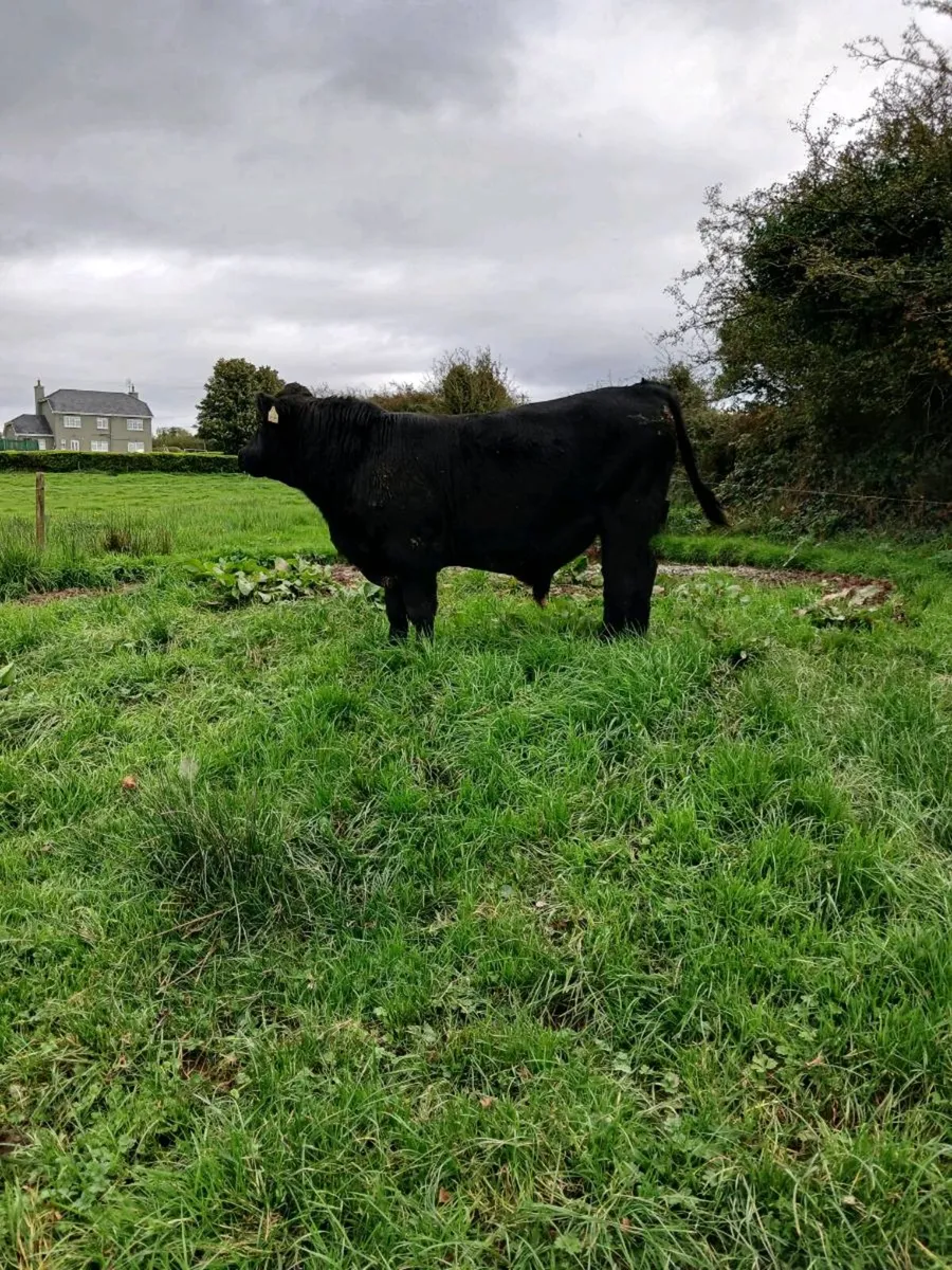 Pure bred Registered Angus bull - Image 4
