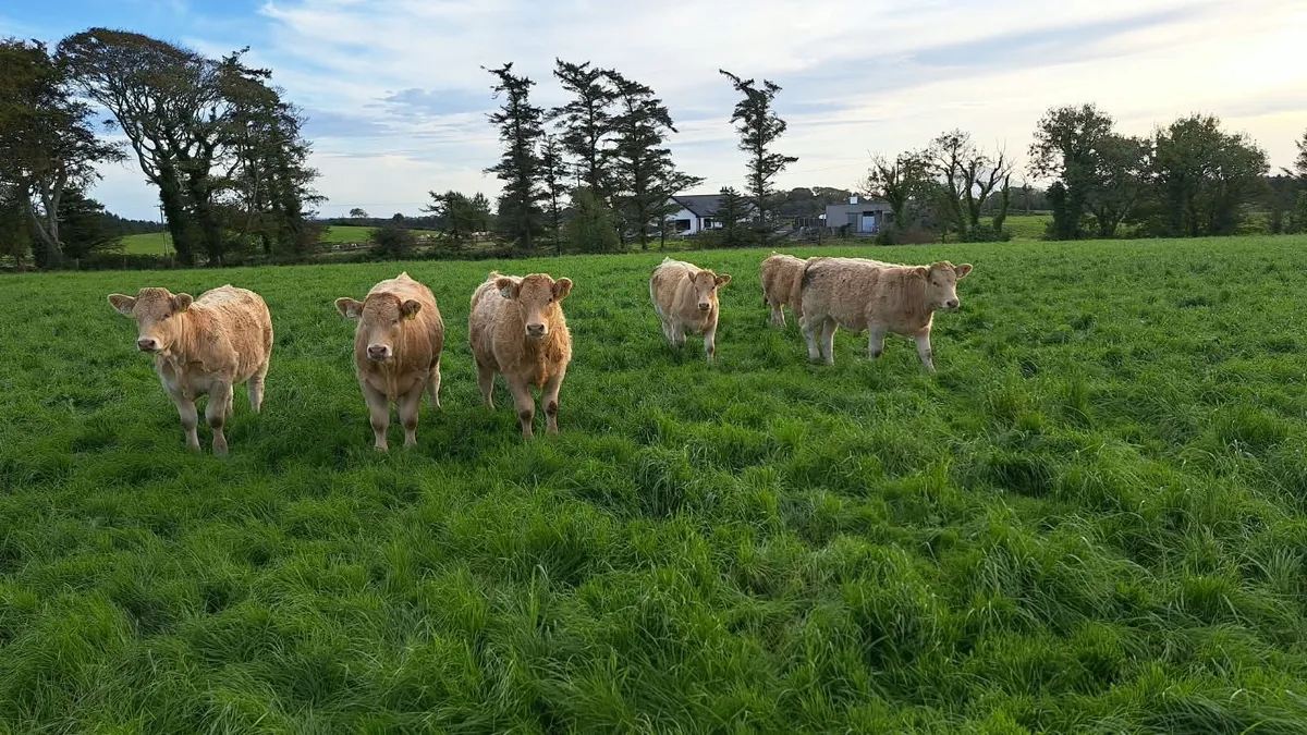 18 Quality Heifer Weanlings - Image 1