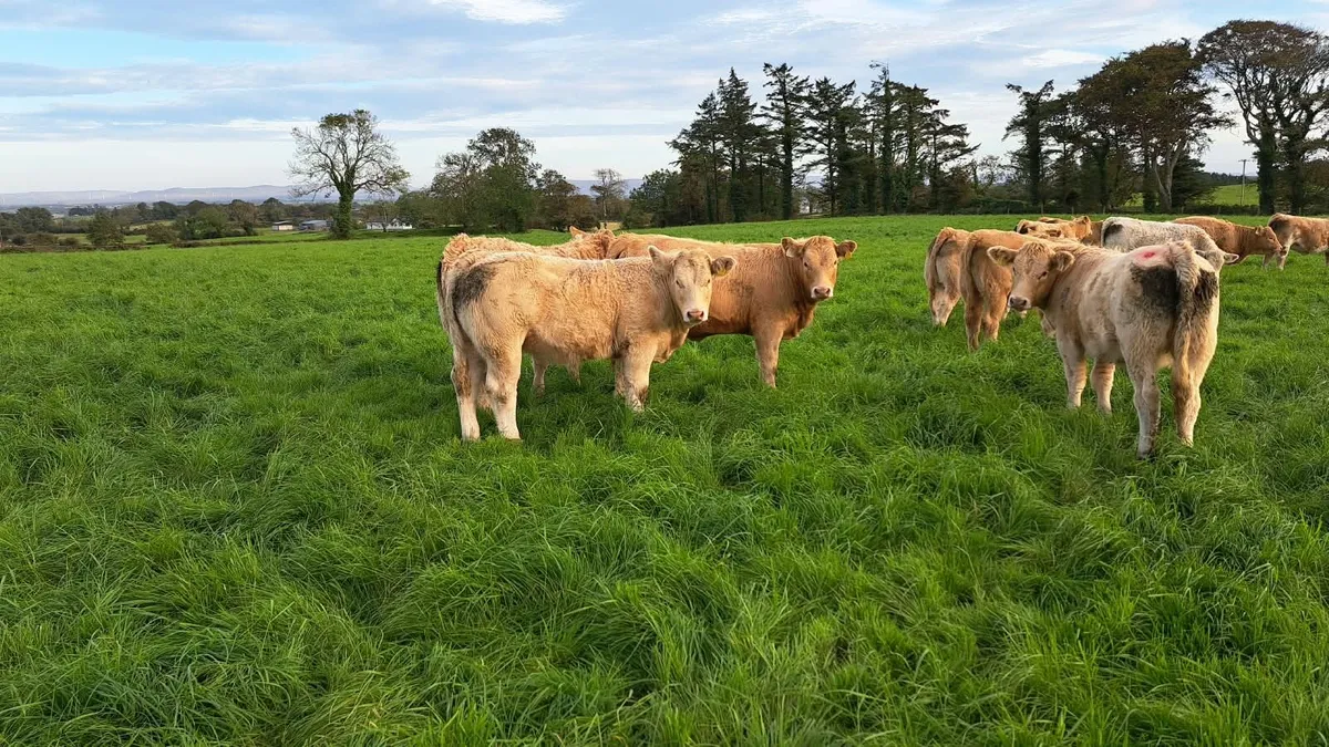 18 Quality Heifer Weanlings - Image 2