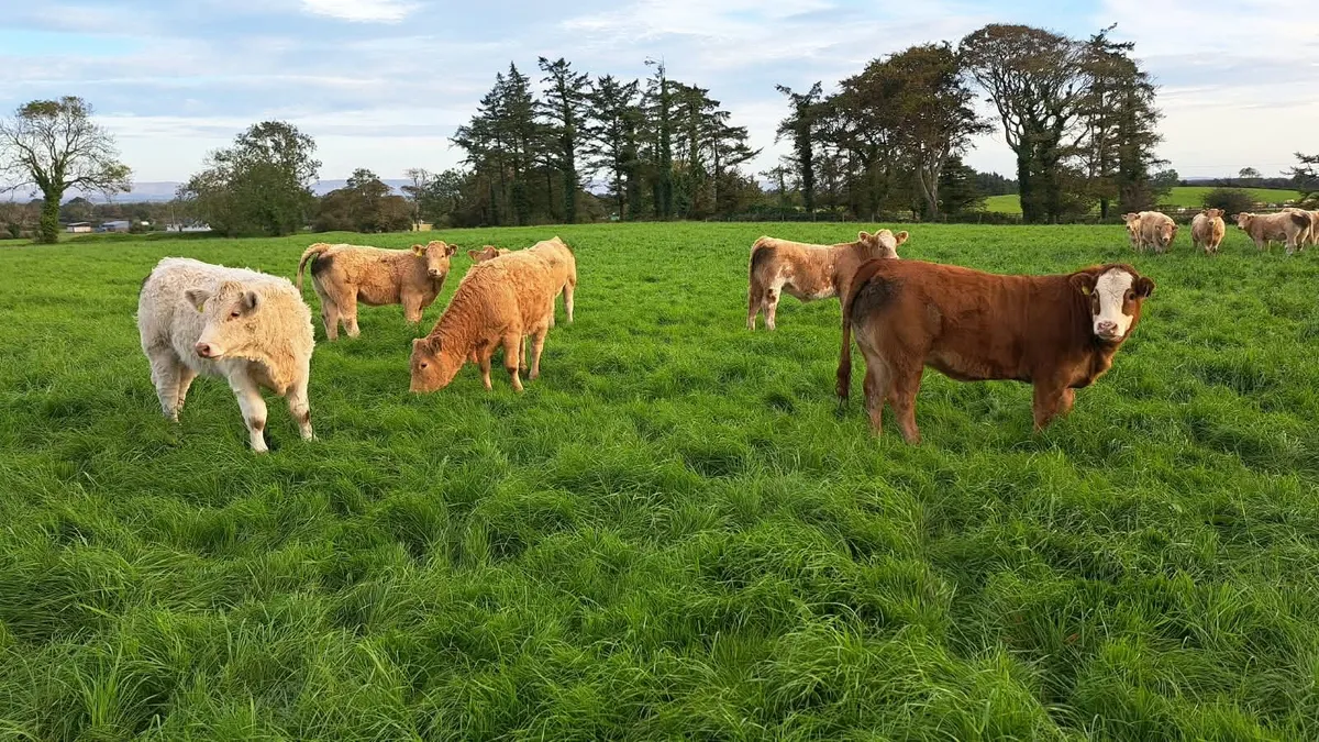 18 Quality Heifer Weanlings - Image 3