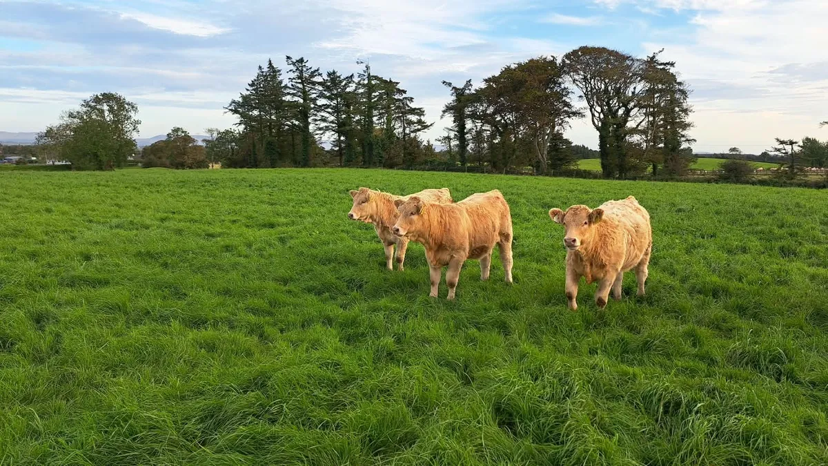 18 Quality Heifer Weanlings - Image 4