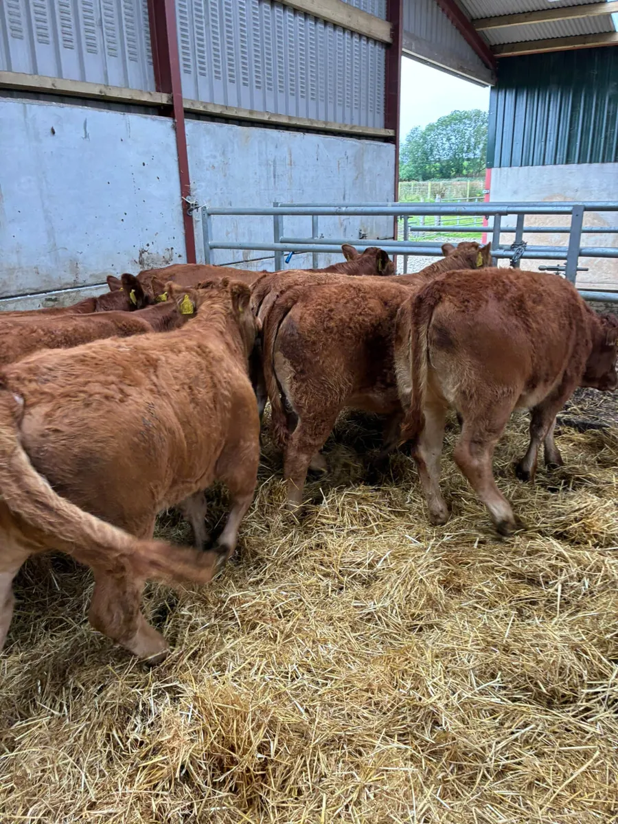 Lim heifers - Image 3