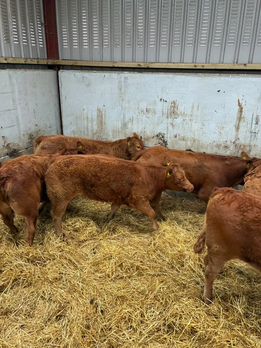 Lim heifers - Image 2