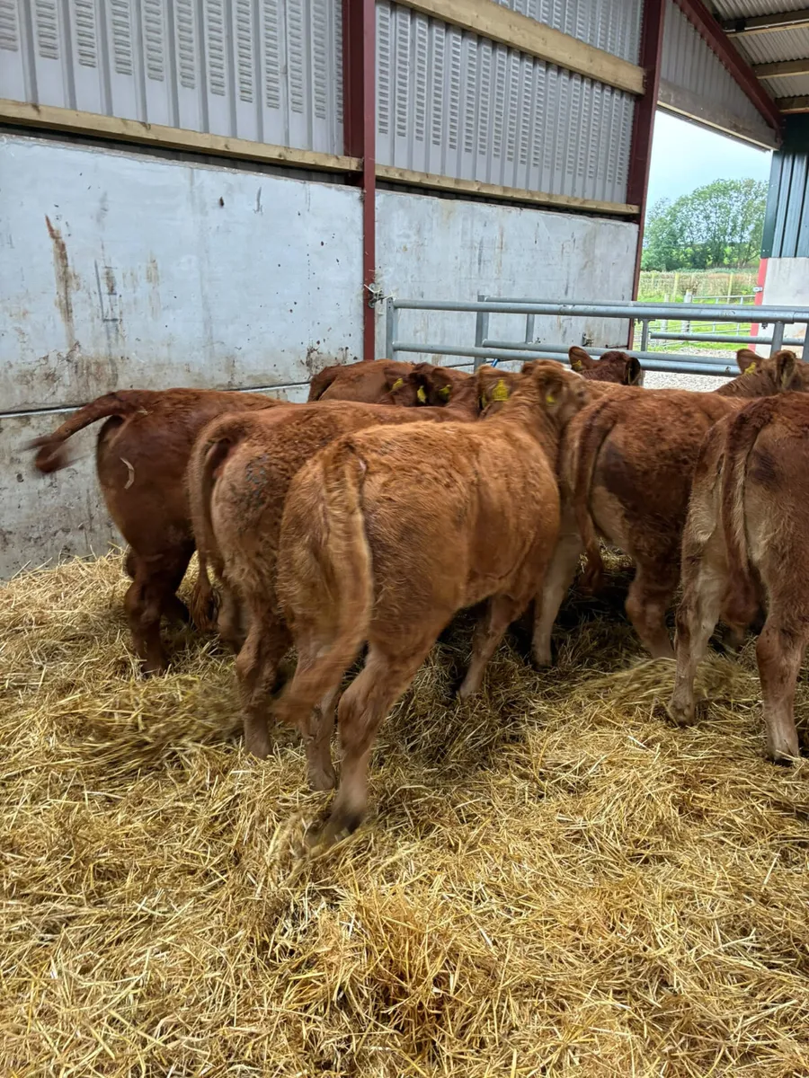 Lim heifers - Image 4