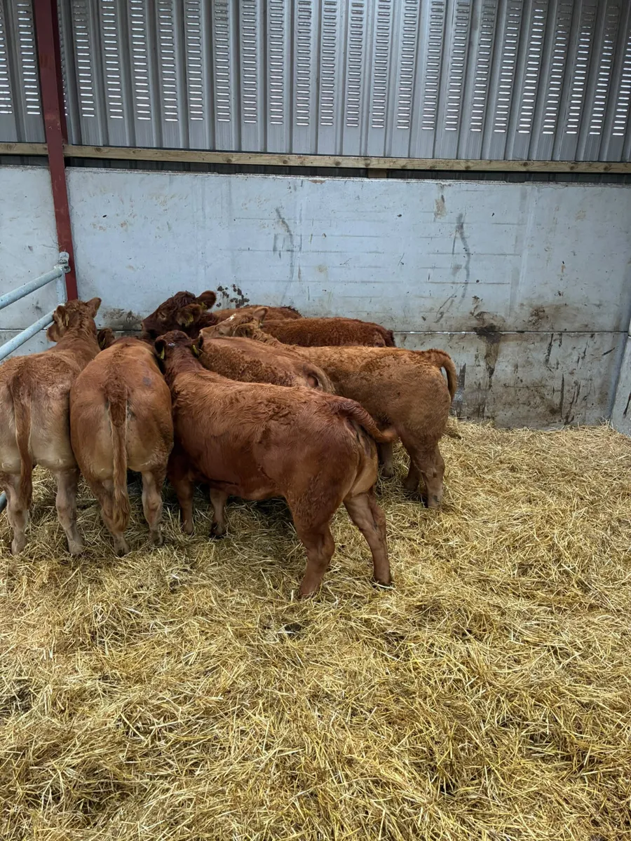 Lim heifers - Image 1
