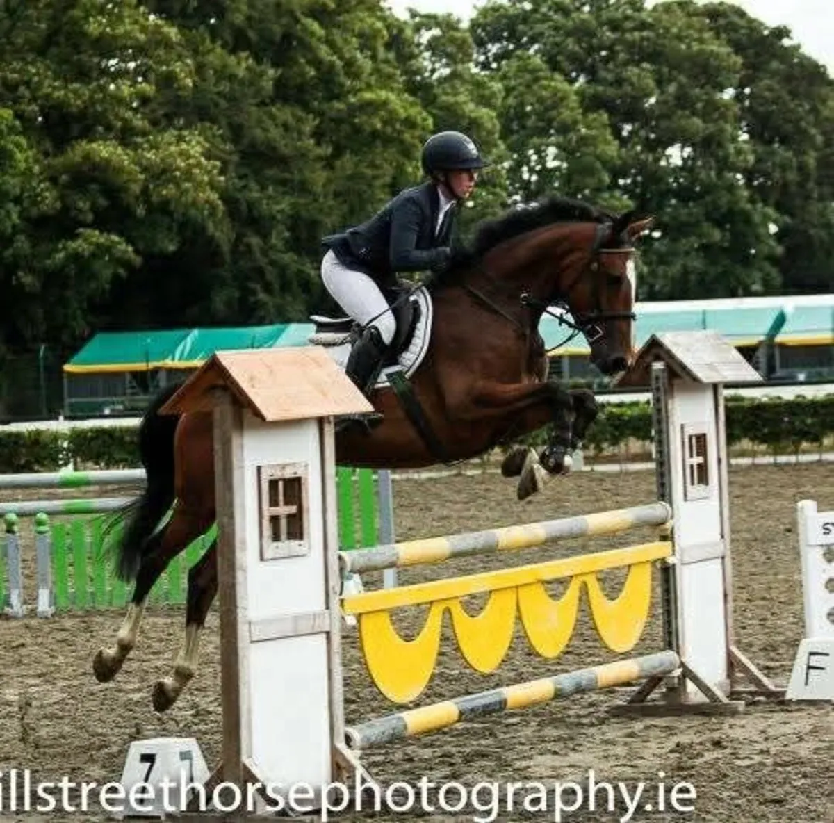 Jumping / Brood mare - Image 3