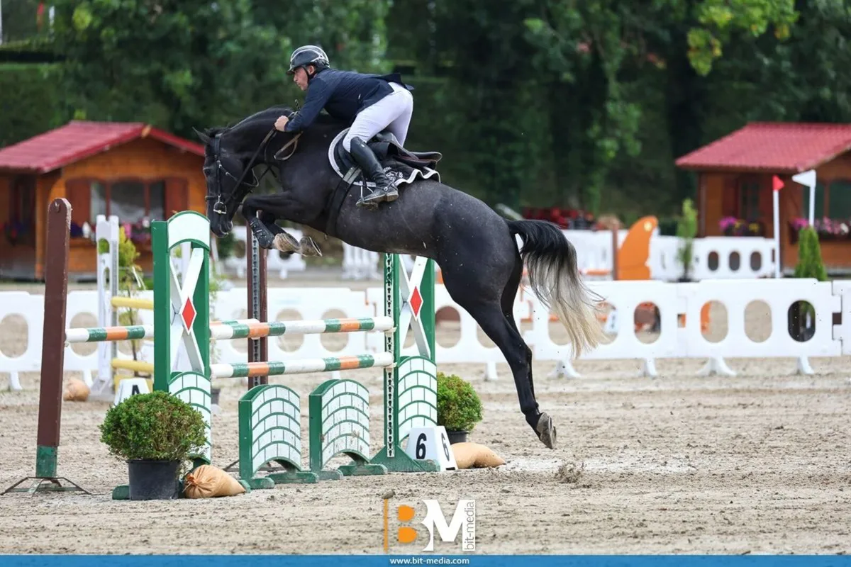Jumping / Brood mare - Image 4