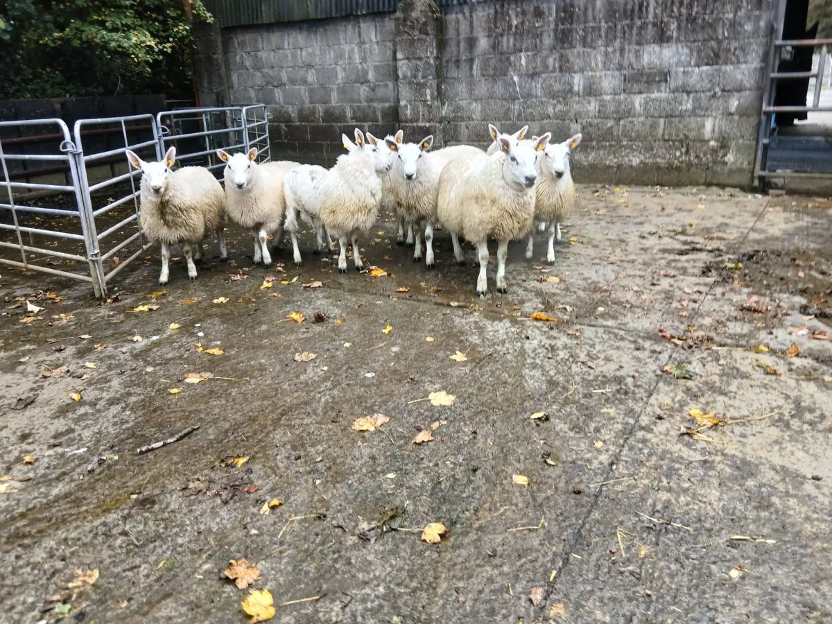 Carnaross Mart 7th of October!! - Image 2