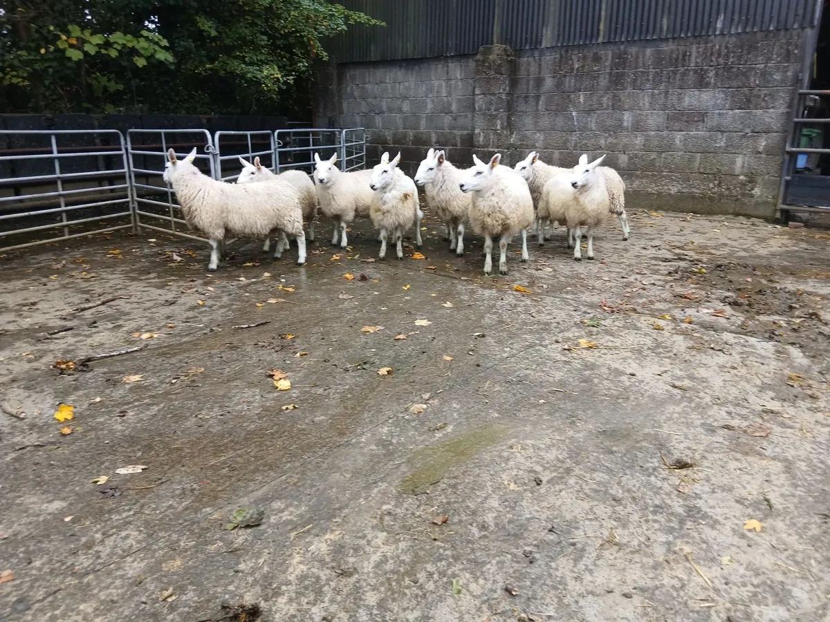 Carnaross Mart 7th of October!! - Image 1