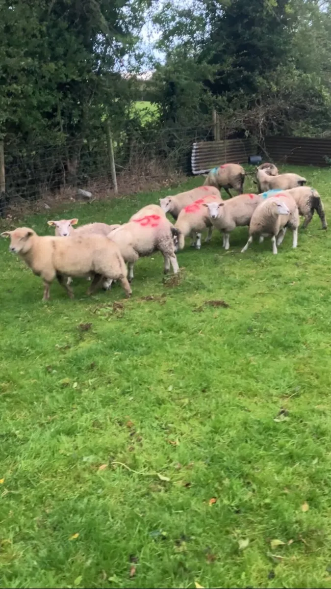 Store lambs - Image 3