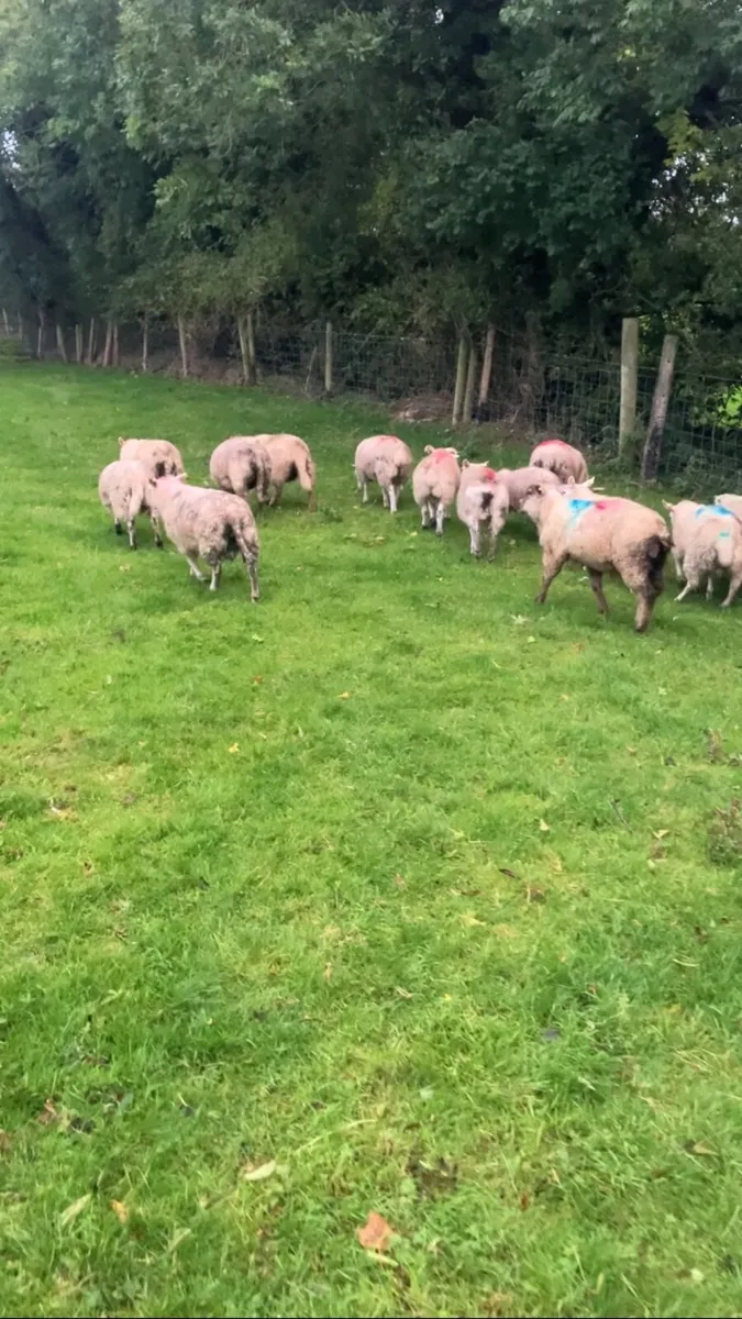 Store lambs - Image 4