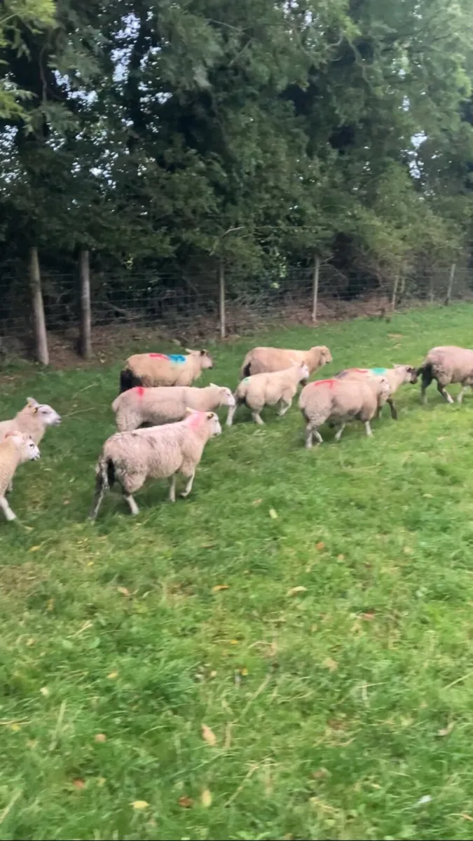 Store lambs - Image 2