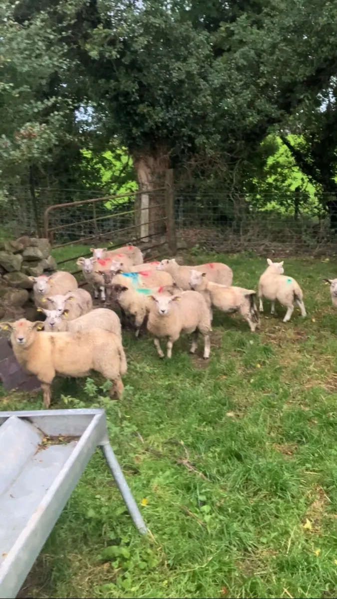 Store lambs - Image 1