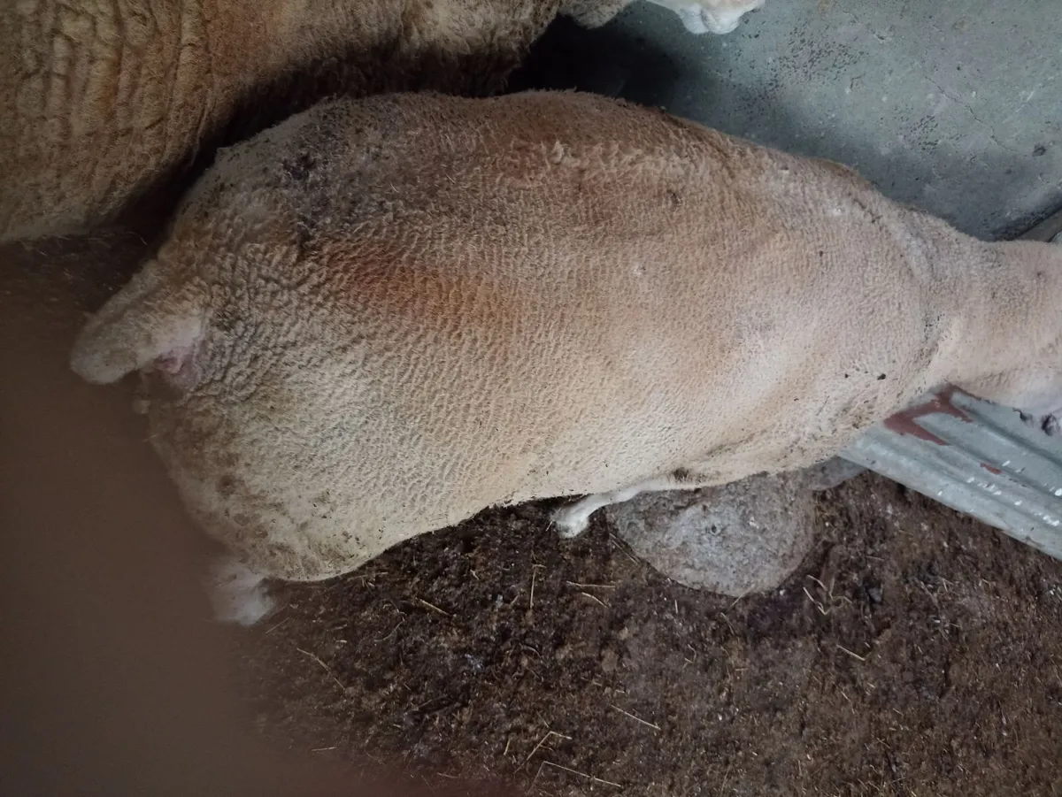 Sheep - Image 1