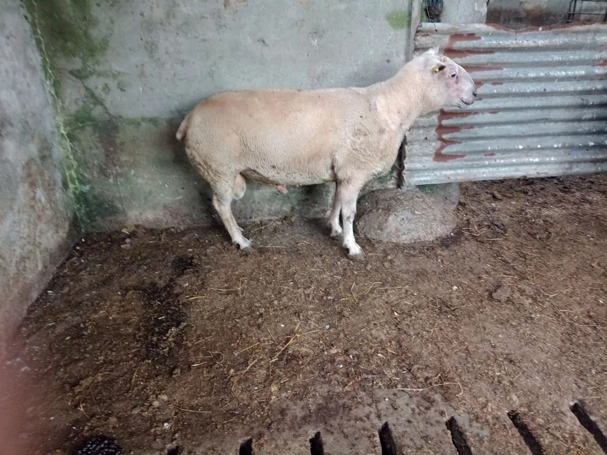 Sheep - Image 2