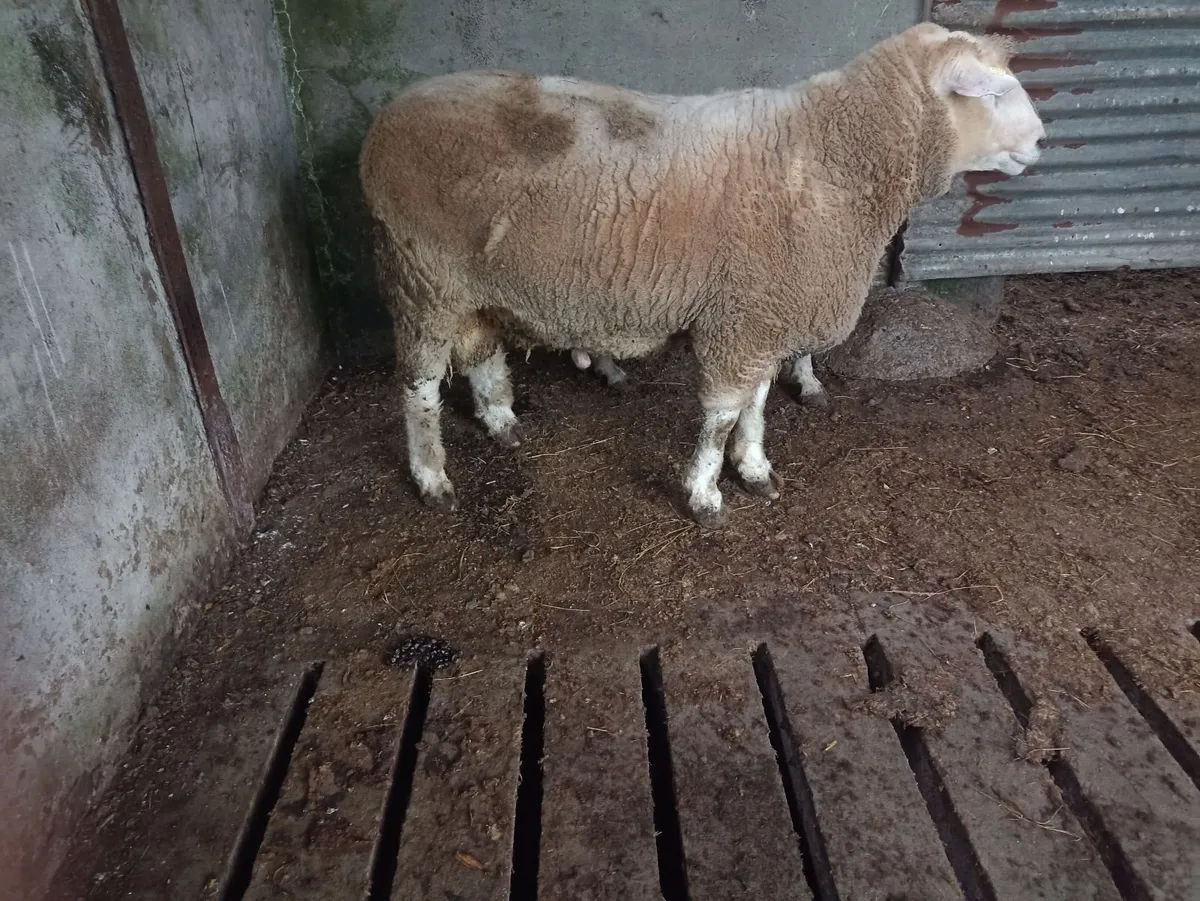 Sheep - Image 4