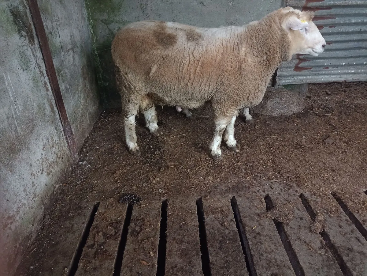 Sheep - Image 3