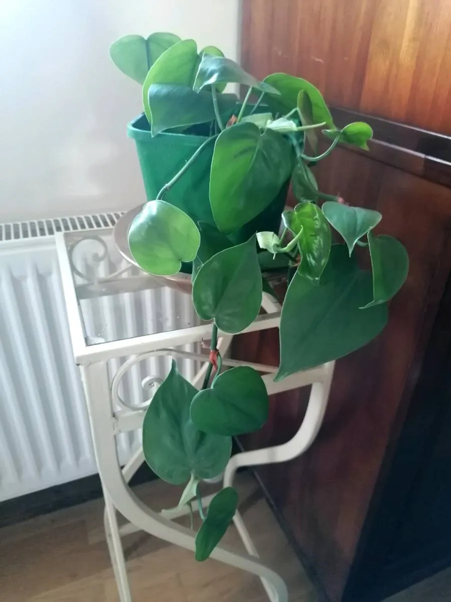 Plant - Image 1