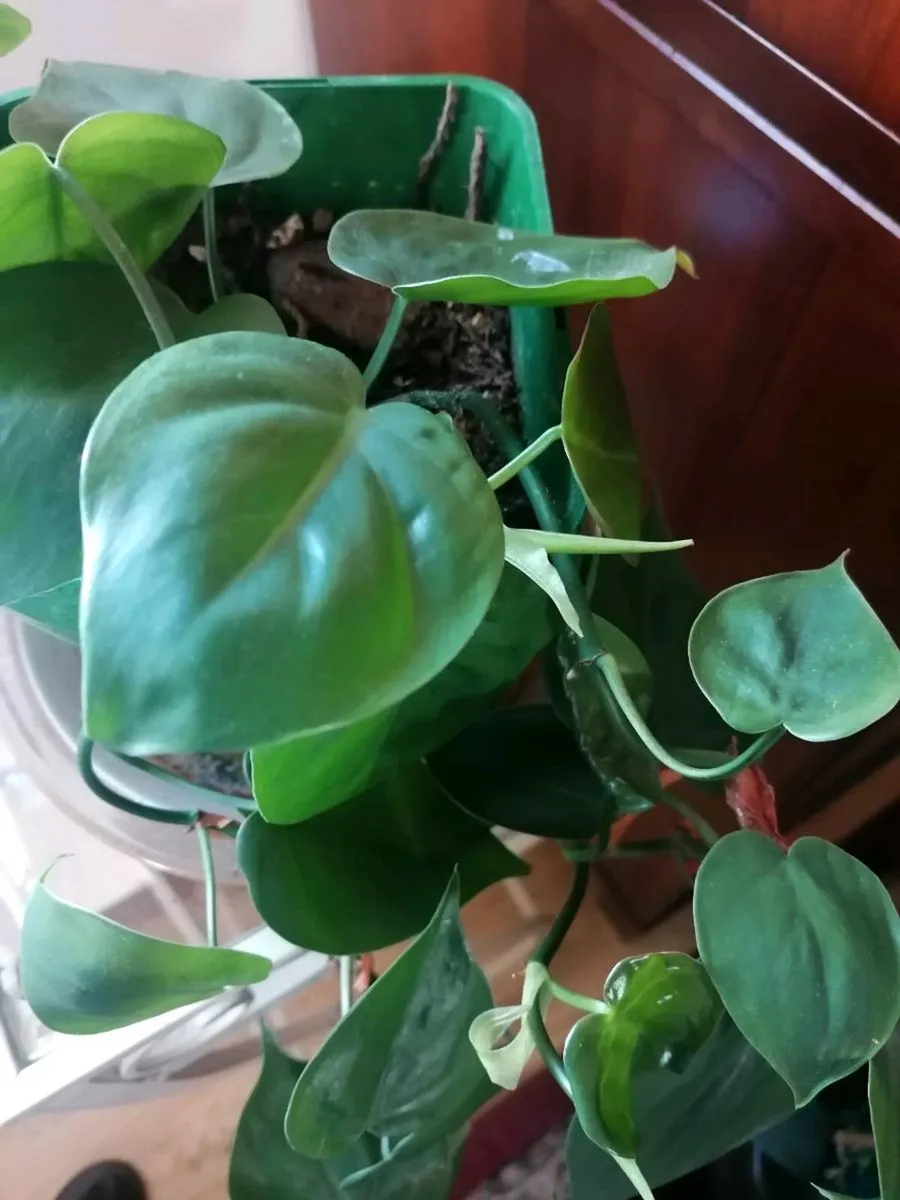 Plant - Image 2