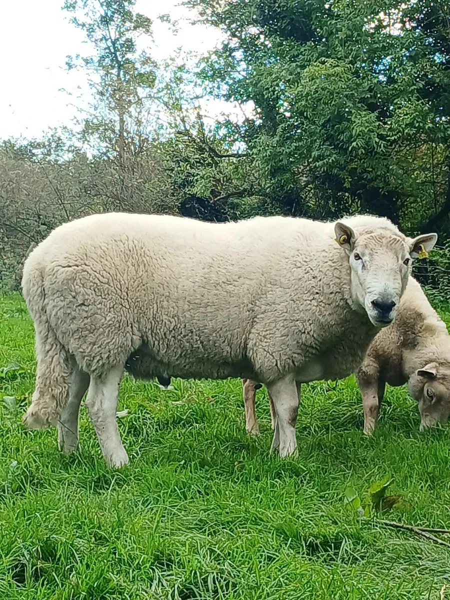 Cheviot ram for sale - Image 1