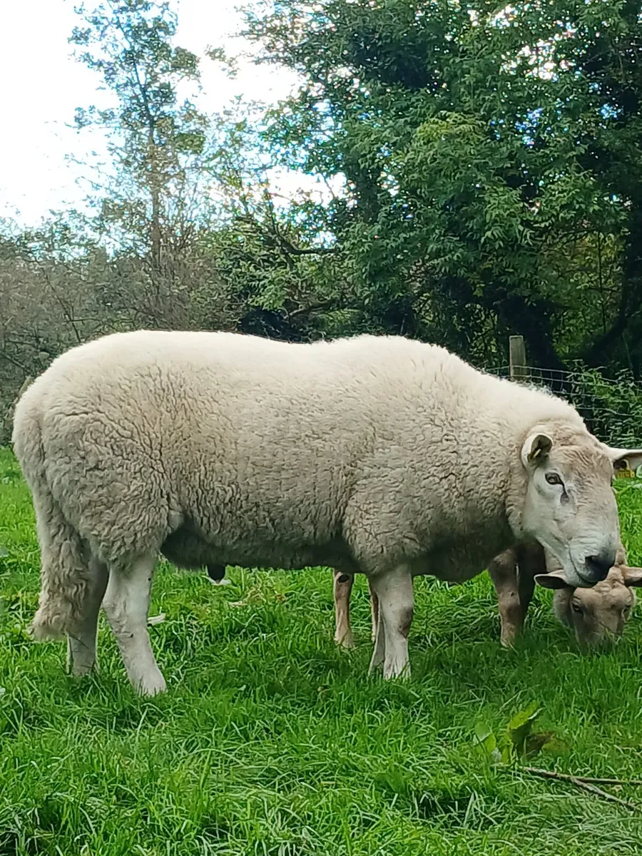 Cheviot ram for sale - Image 2
