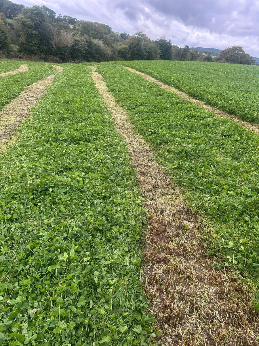 Silage - Image 3