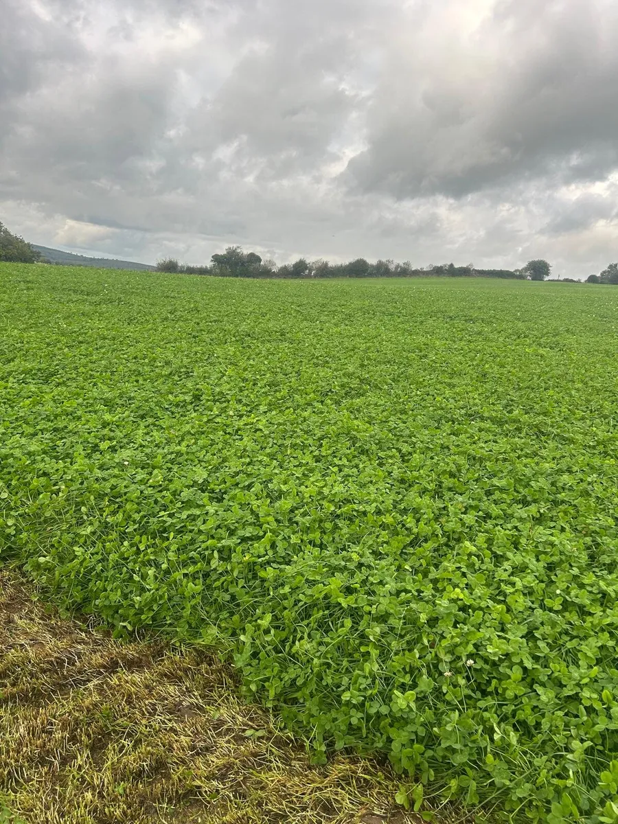 Silage - Image 4