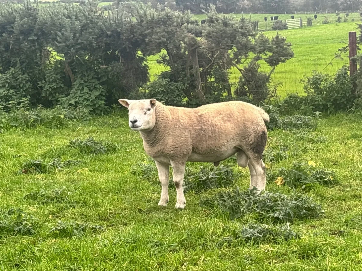 Texel rams - Image 1