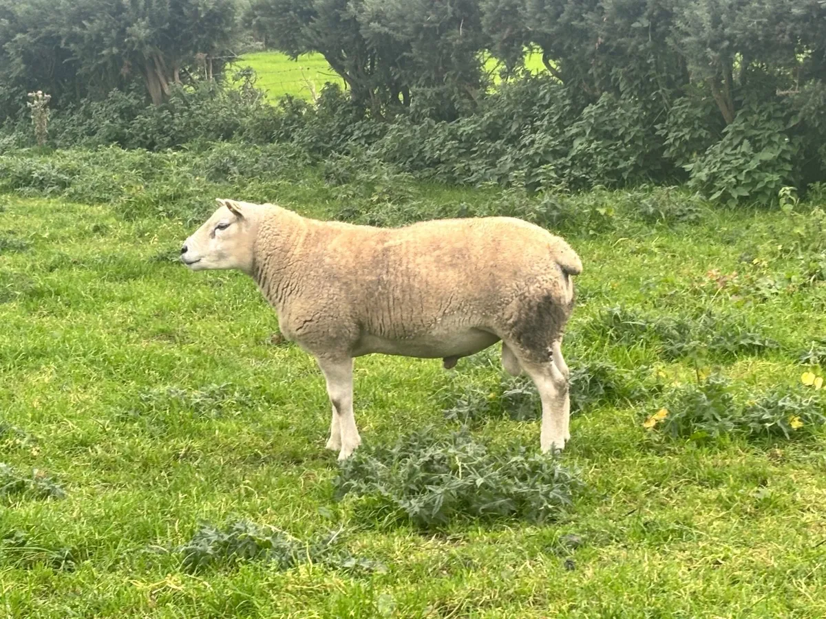 Texel rams - Image 2