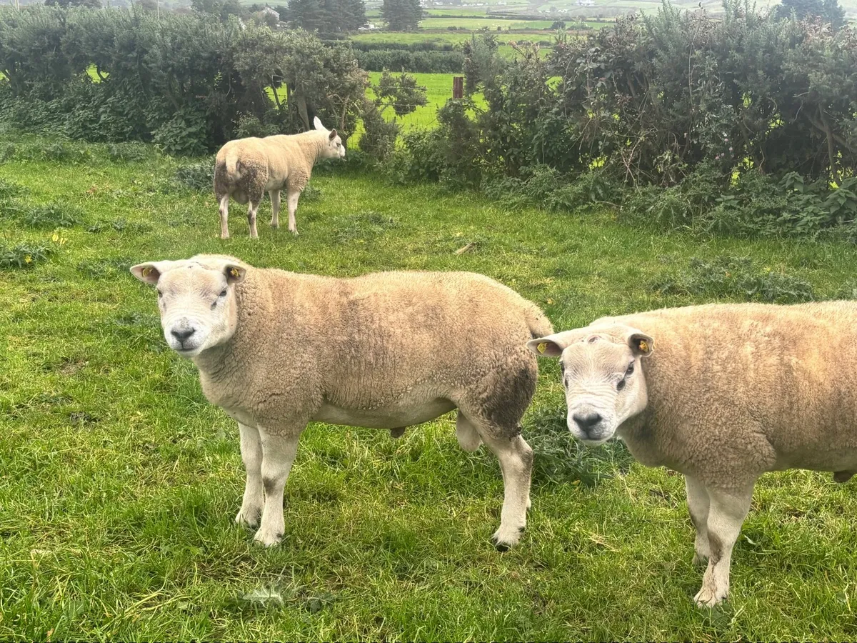 Texel rams - Image 4
