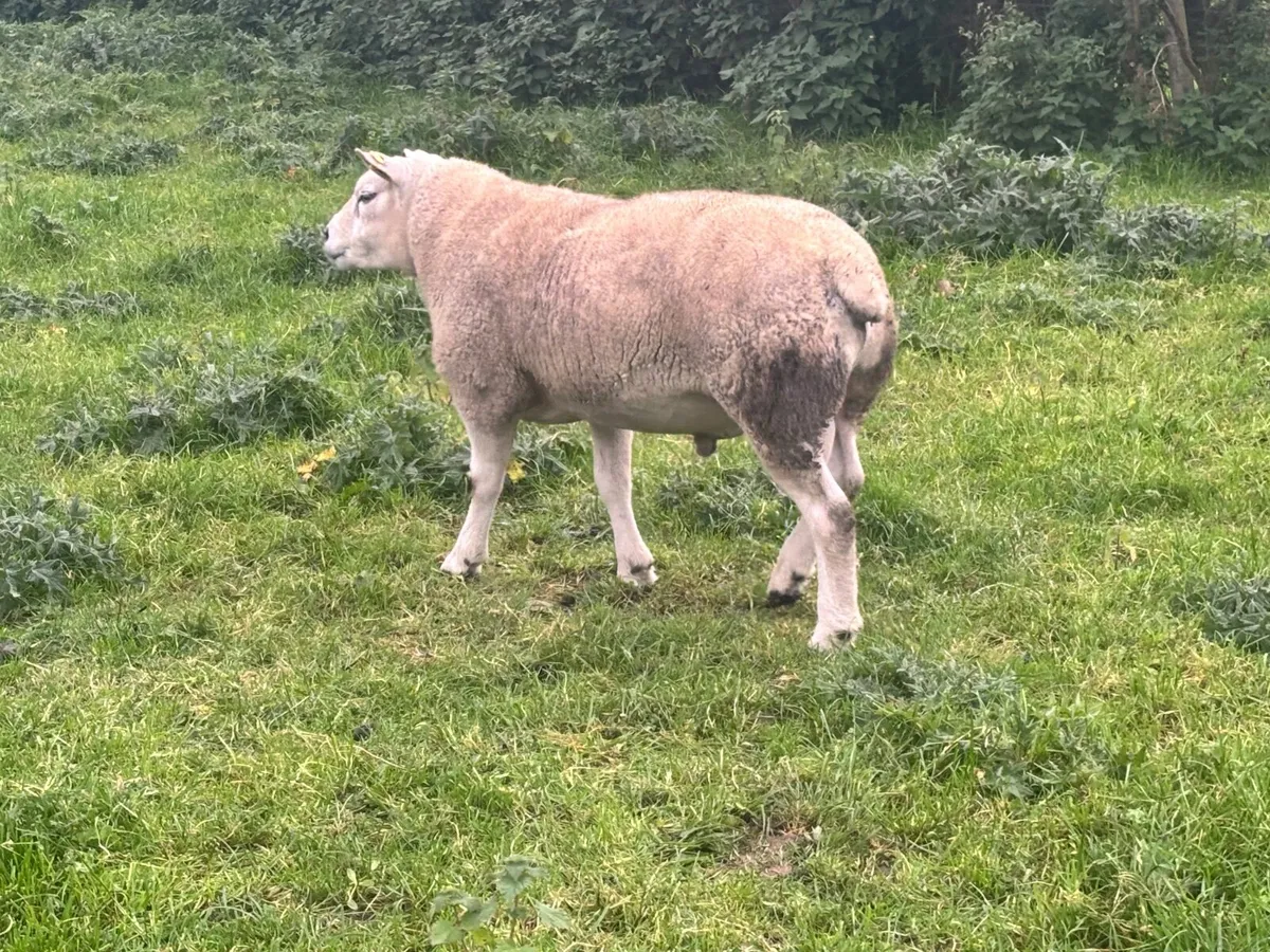 Texel rams - Image 3