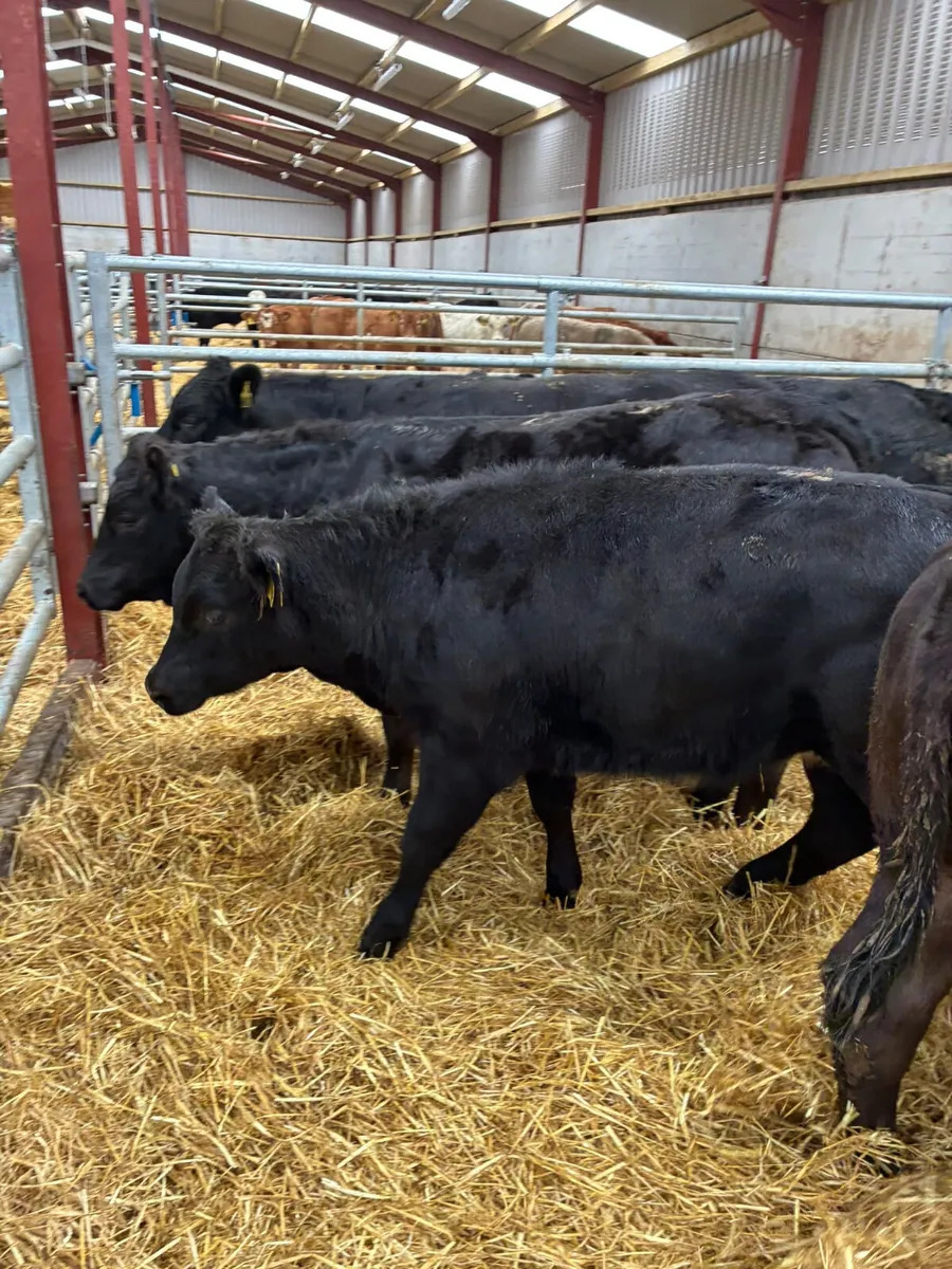 Lim heifers - Image 4
