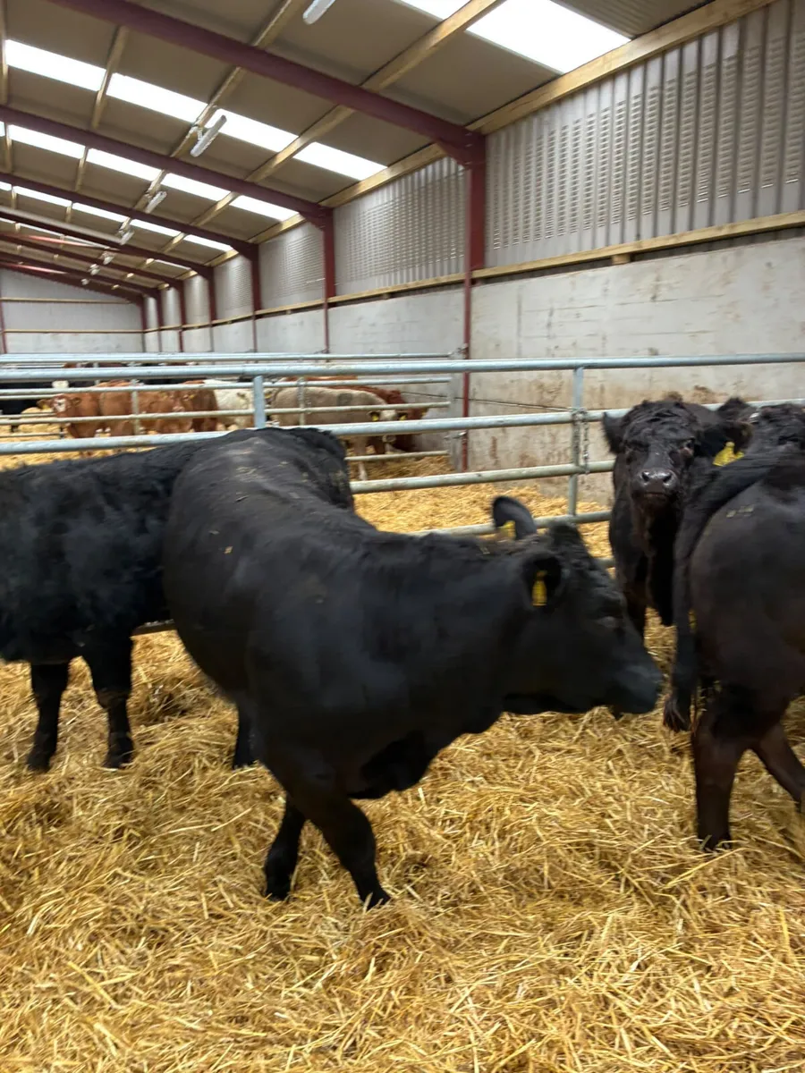 Lim heifers - Image 2