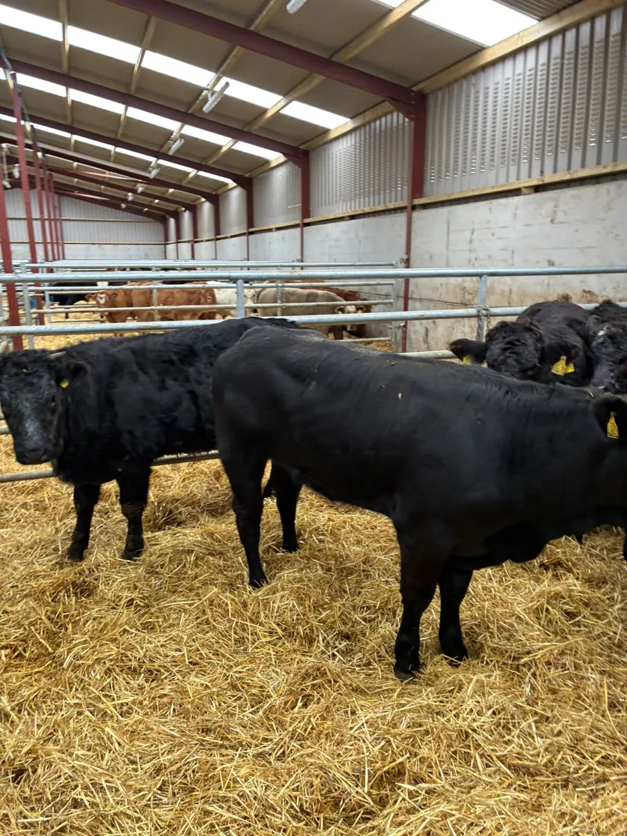 Lim heifers - Image 1