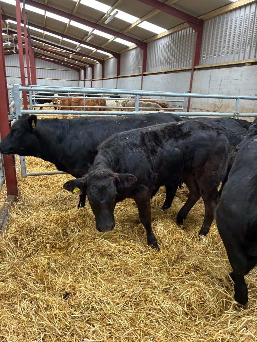 Lim heifers - Image 3