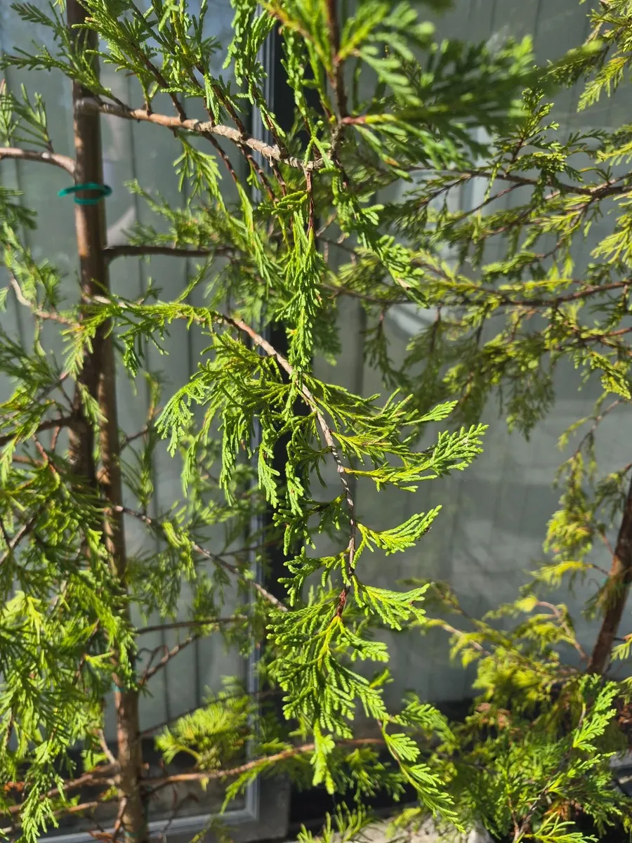 Leyandii green trees 3 in total - Image 4
