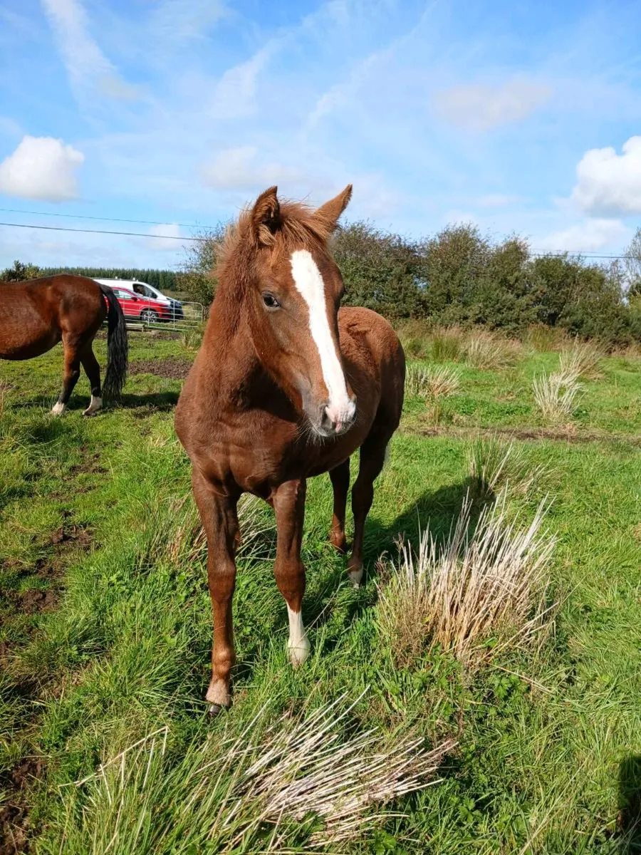 Horse - Image 1