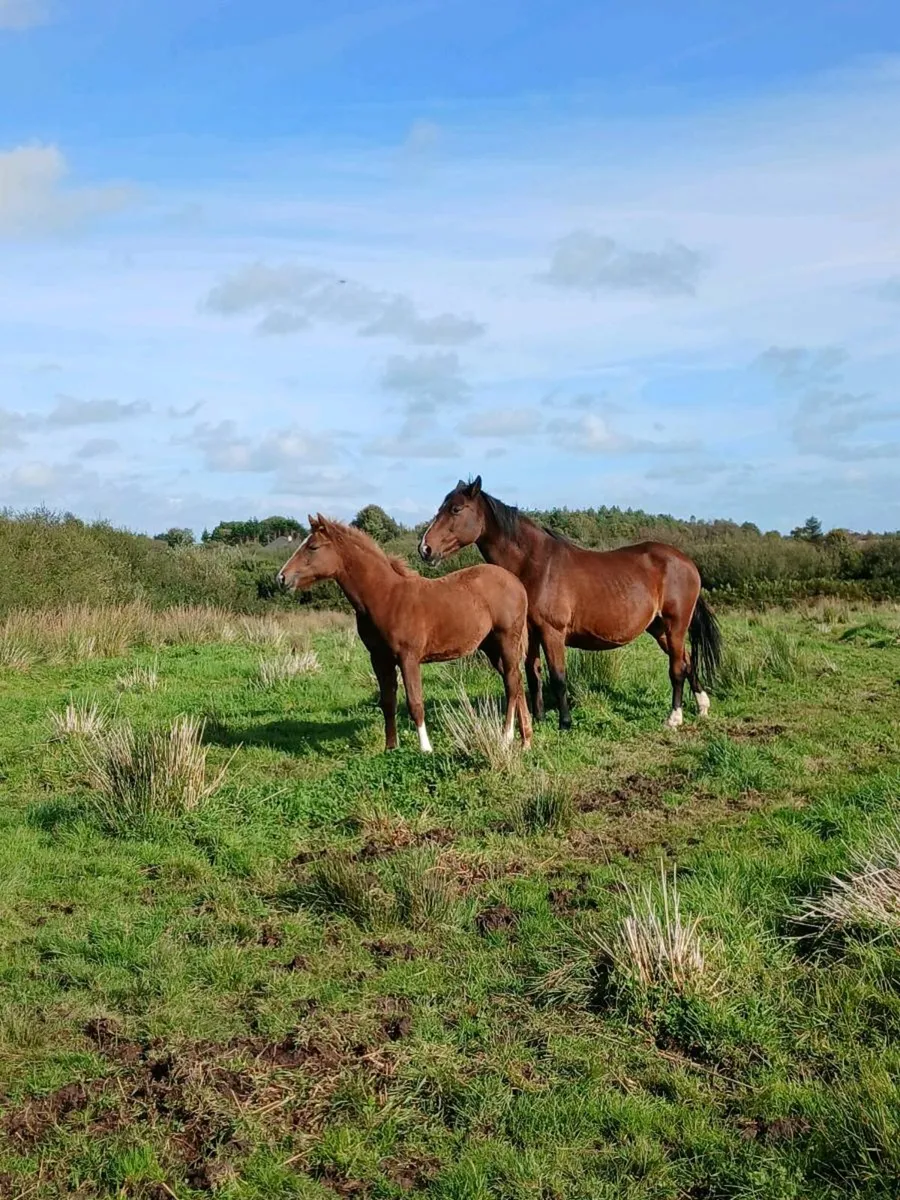 Horse - Image 2