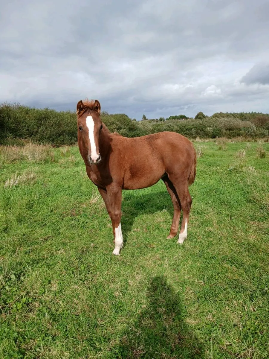 Horse - Image 3