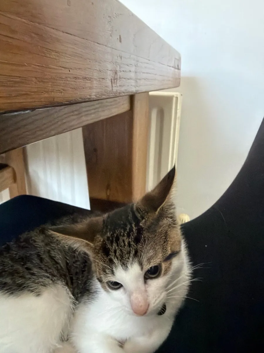 Kittens Neutered Microchipped - Image 2