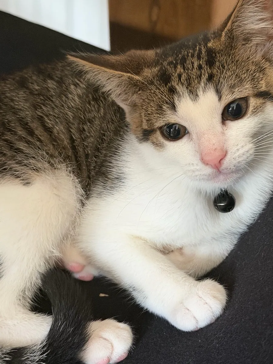 Kittens Neutered Microchipped - Image 1