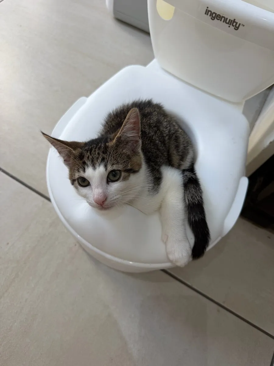 Kittens Neutered Microchipped - Image 3